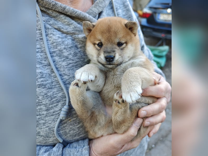 Shiba Inu Knuddels (männlich) suchen liebes zu Hause