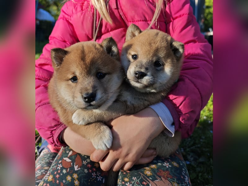 Shiba Inu Knuddels (männlich) suchen liebes zu Hause