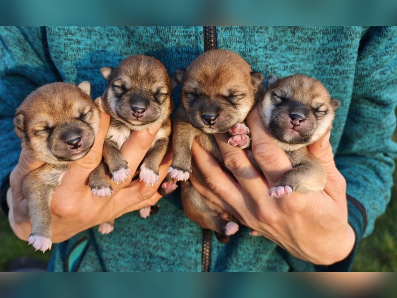 Shiba Inu Knuddels (männlich) suchen liebes zu Hause