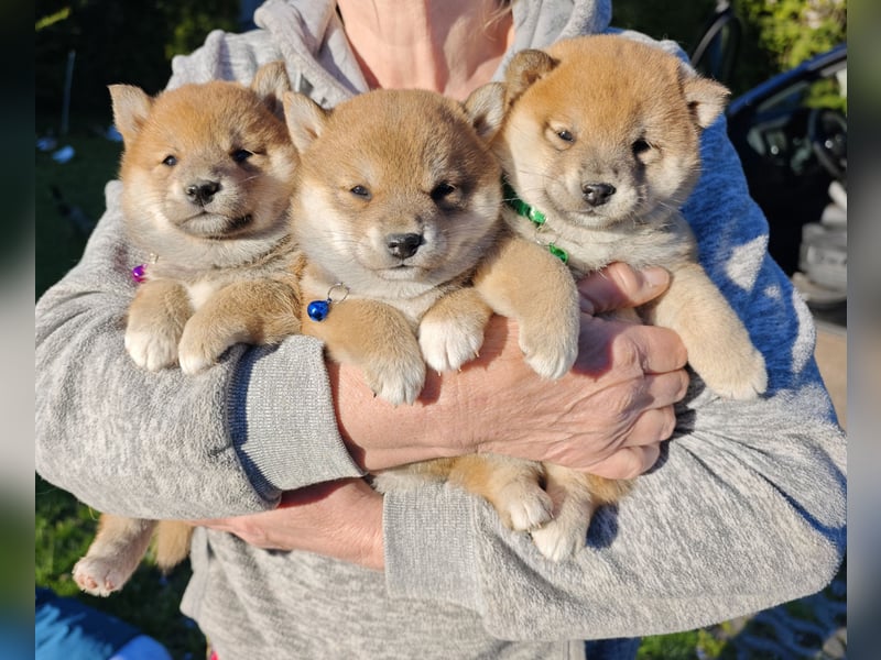 Shiba Inu Knuddels (männlich) suchen liebes zu Hause