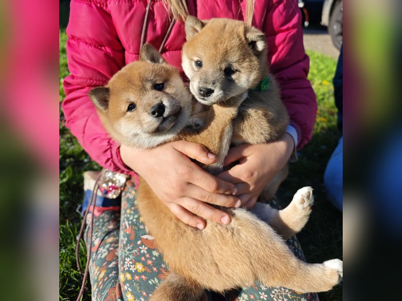 Shiba Inu Knuddels (männlich) suchen liebes zu Hause