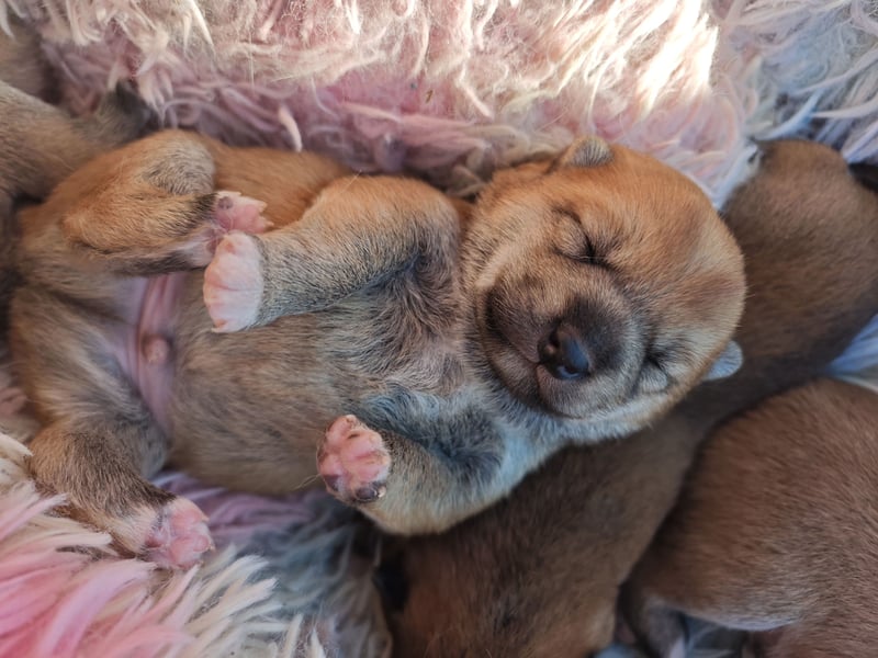 Shiba Inu Knuddels (männlich) suchen liebes zu Hause