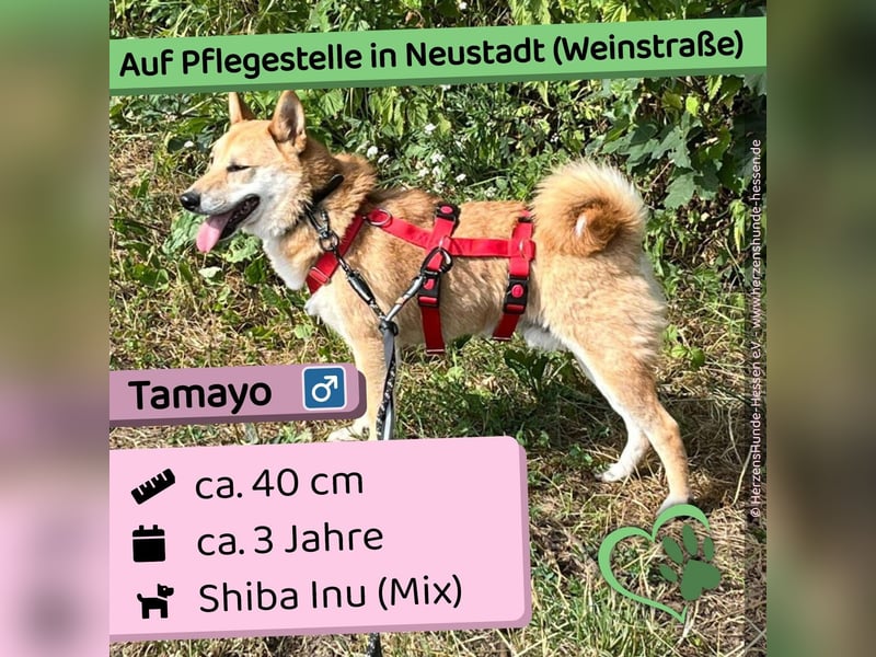 Tamayo