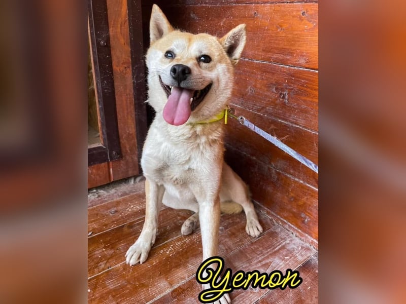 Yemon - Angsthund