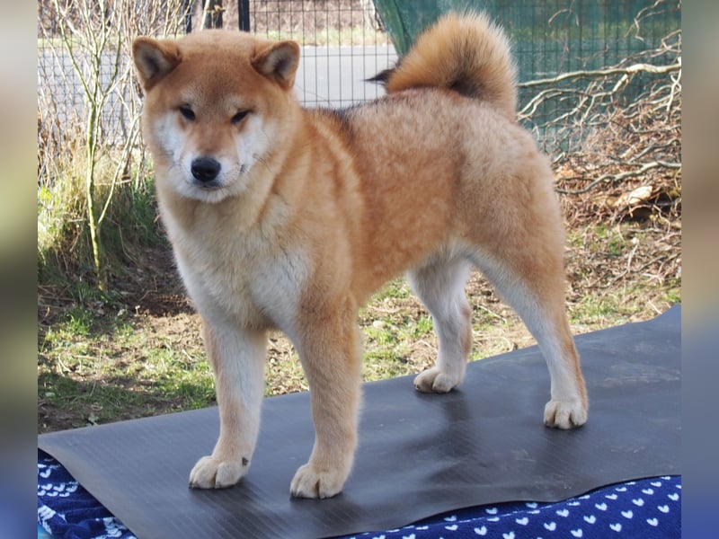 Shiba inu