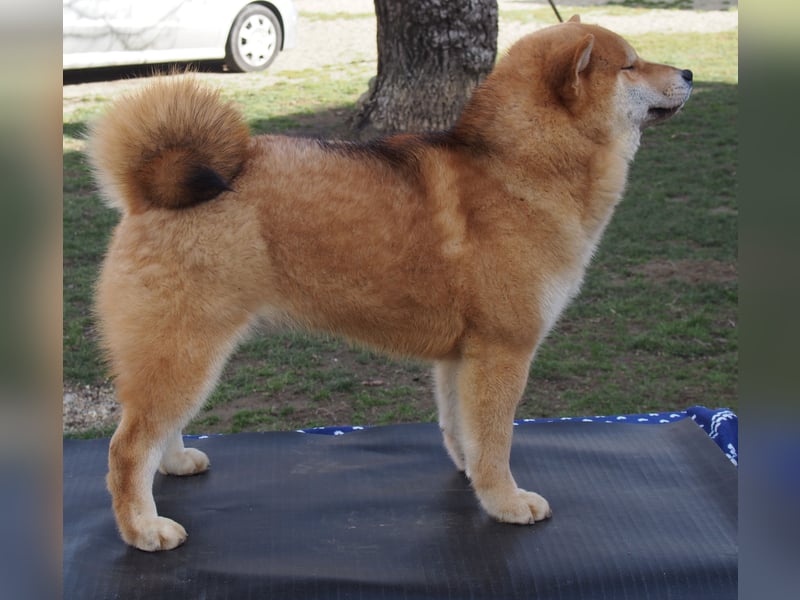 Shiba inu