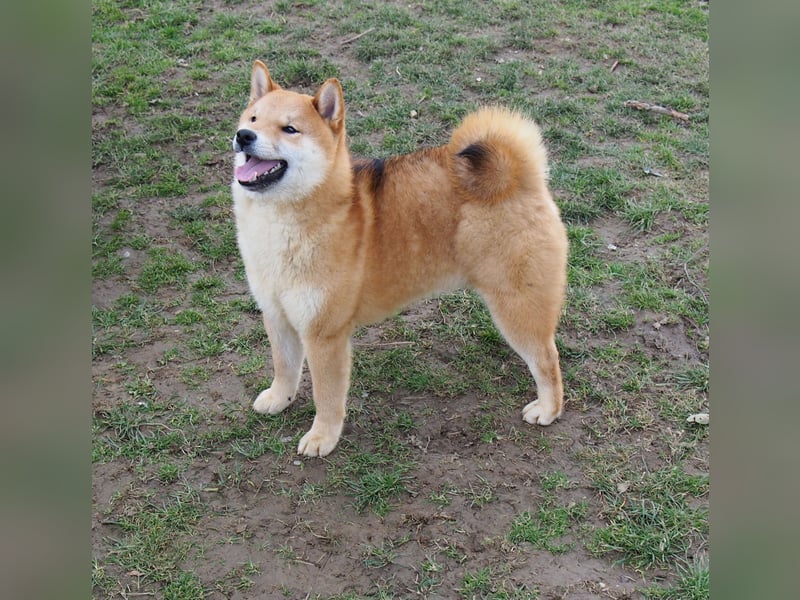Shiba inu