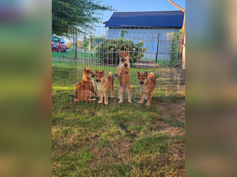 Shiba inu