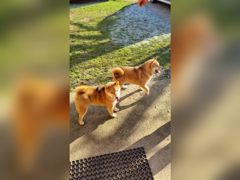 Shiba inu