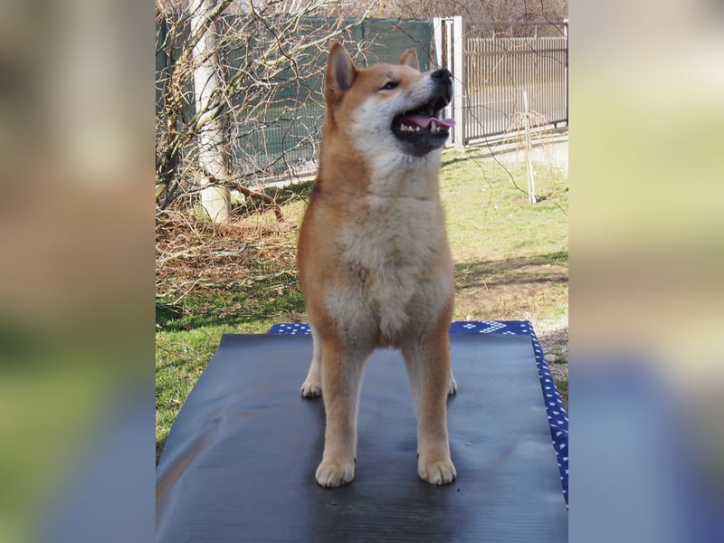 Shiba inu