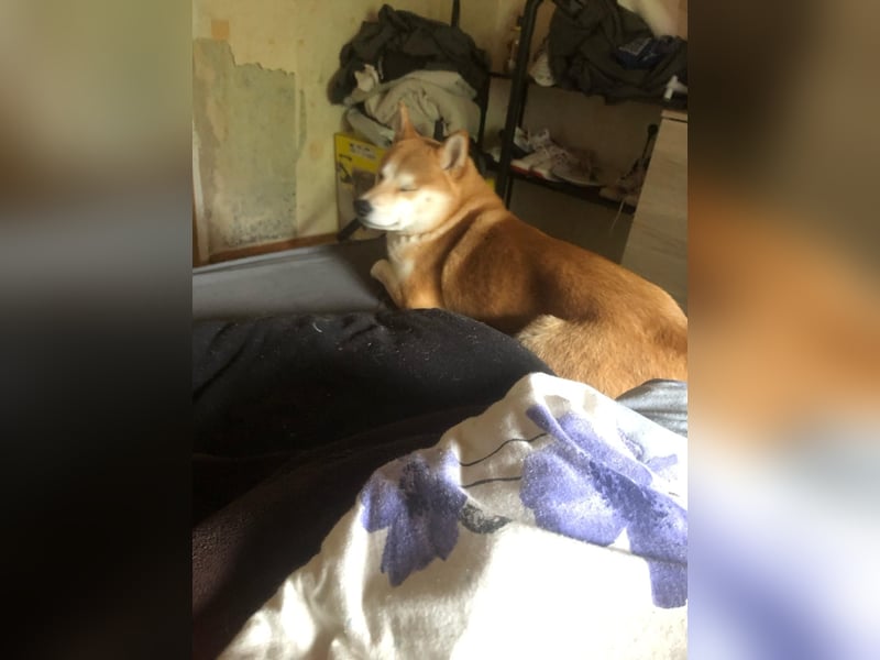 Teemo der Shiba inu