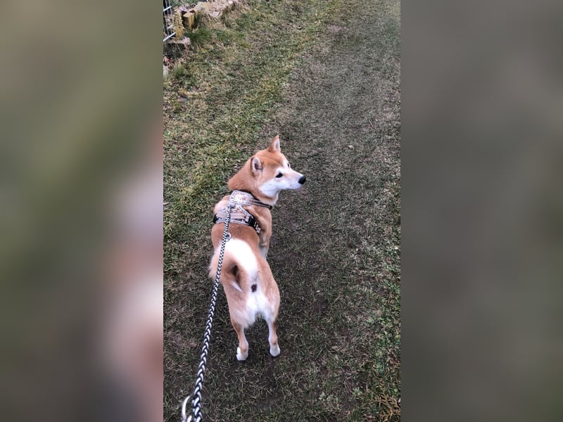 Teemo der Shiba inu