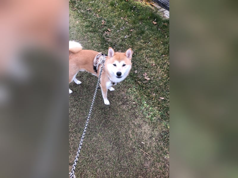 Teemo der Shiba inu