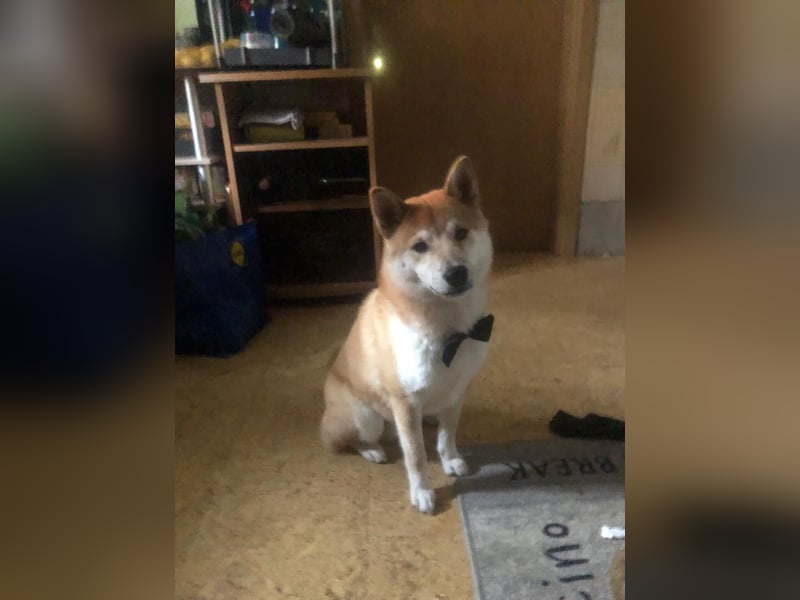 Teemo der Shiba inu