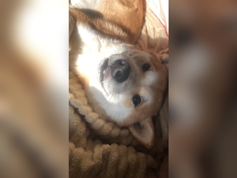 Teemo der Shiba inu