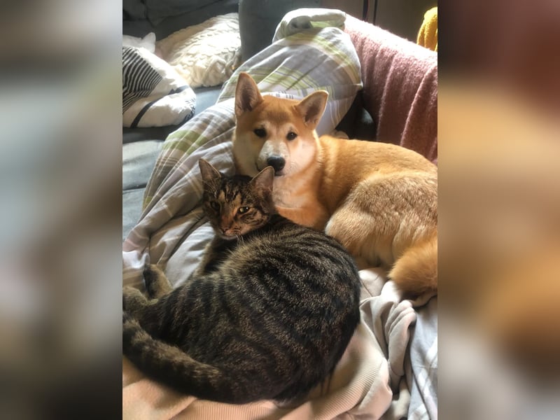 Teemo der Shiba inu