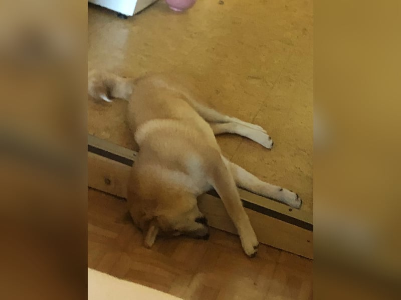 Teemo der Shiba inu