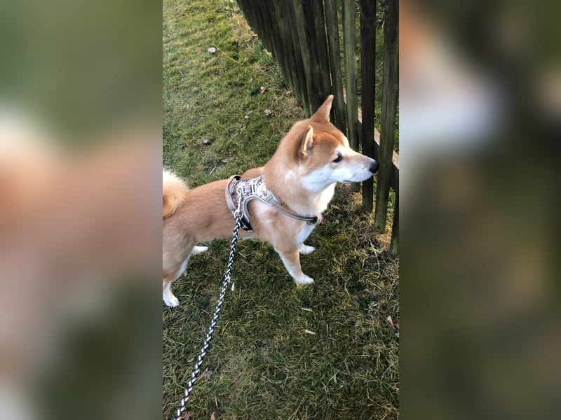 Teemo der Shiba inu