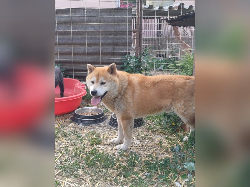 Fürge PP – sanfter Shiba-Rüde sucht ruhiges Zuhause
