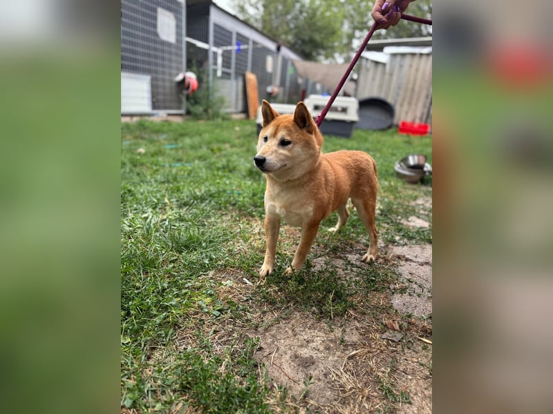 Eragon PP – Zurückhaltender Shiba Inu sucht geduldige Menschen