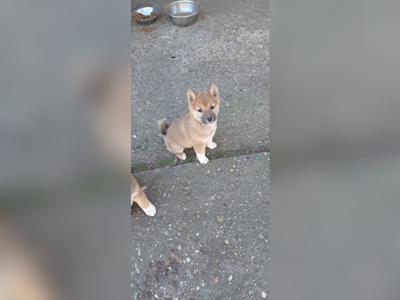 Süsse shiba inu welpen