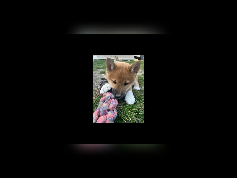 Süsse shiba inu welpen