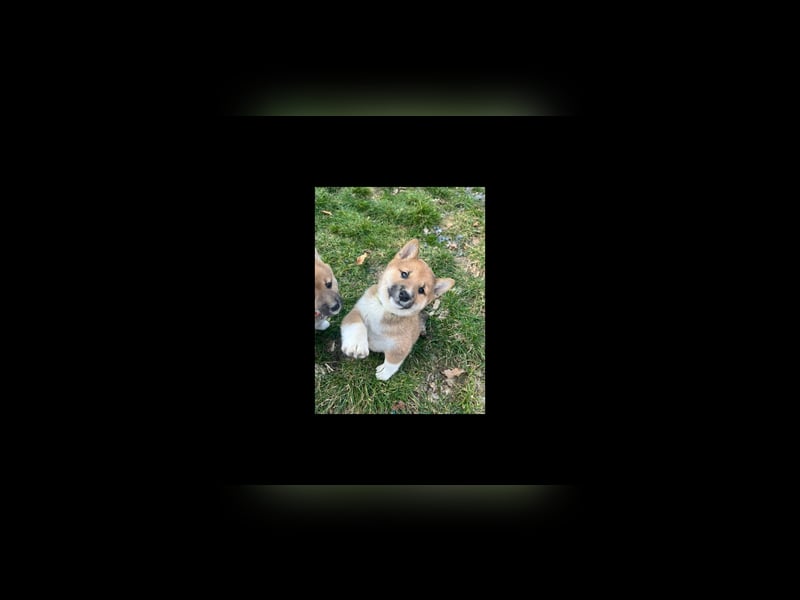 Süsse shiba inu welpen