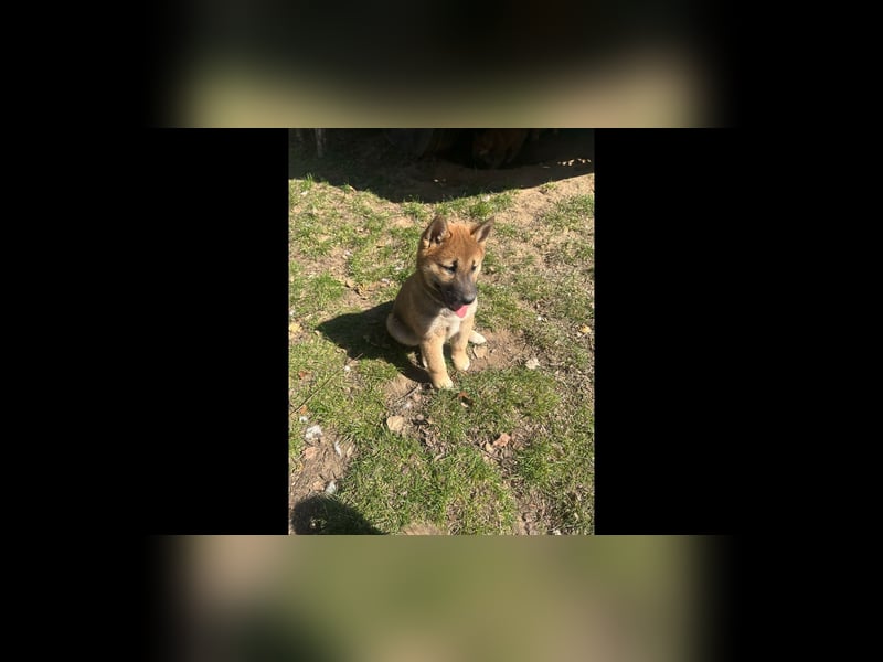 Süsse shiba inu welpen