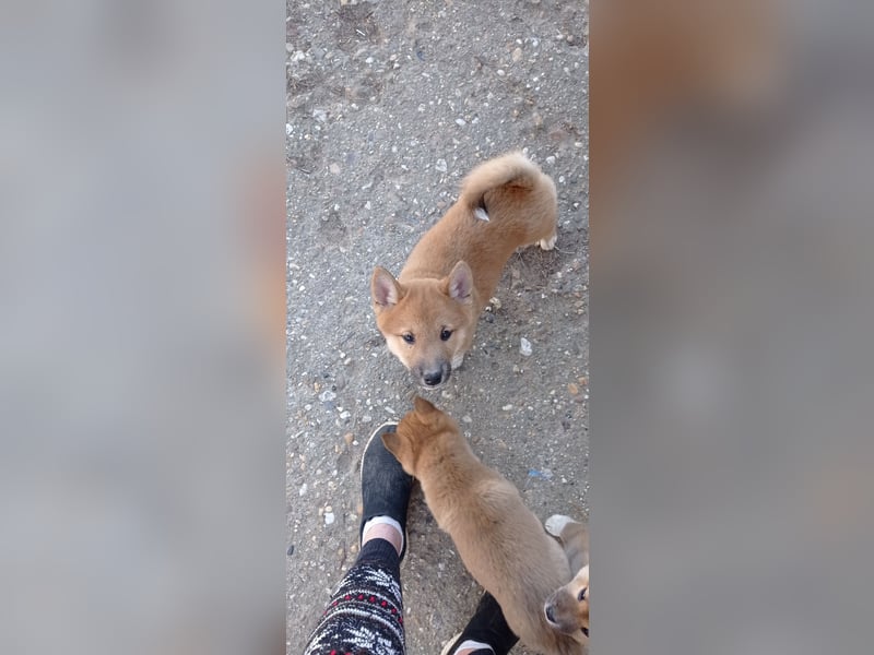Süsse shiba inu welpen