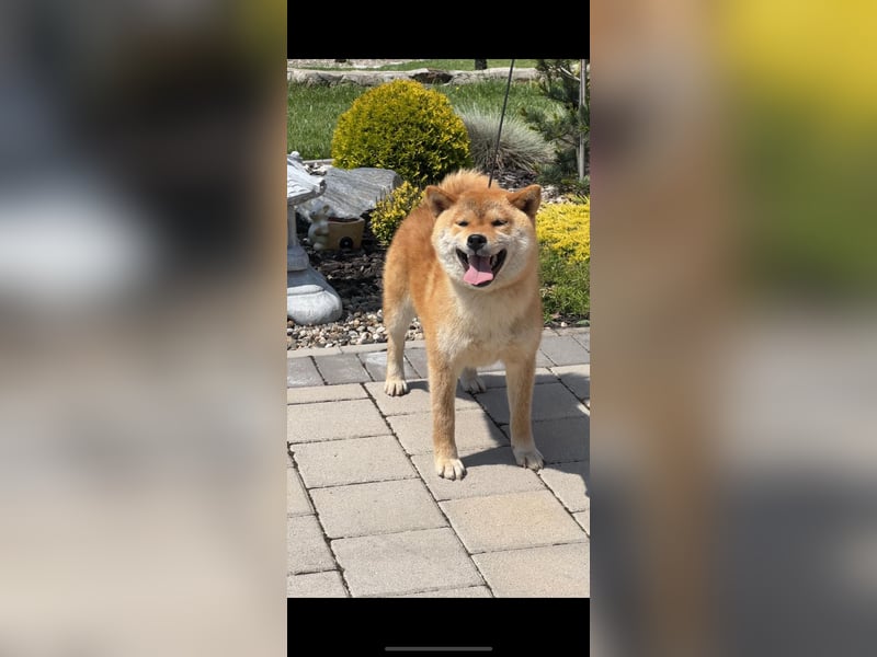 SHIBA INU Welpen mit FCI papieren