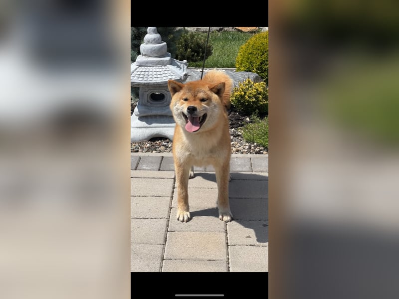SHIBA INU Welpen mit FCI papieren