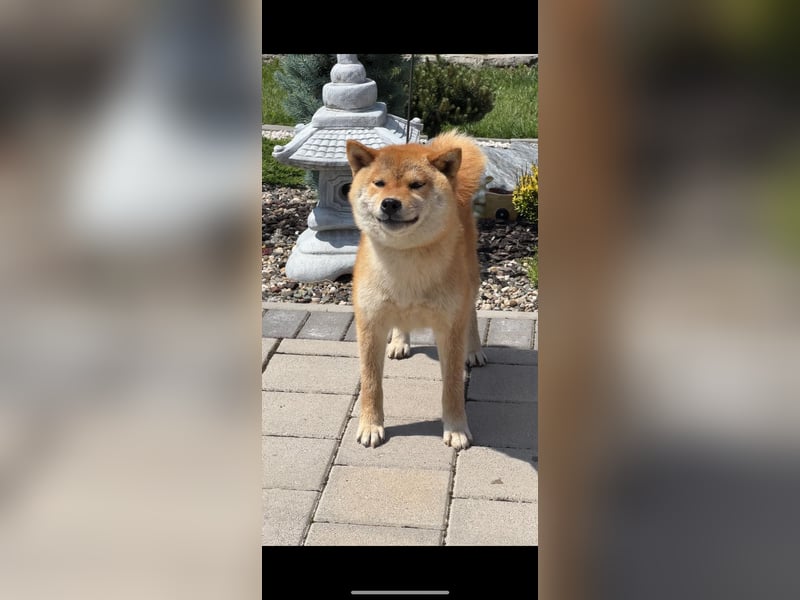 SHIBA INU Welpen mit FCI papieren