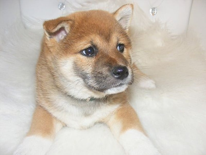 Erstklassige Shiba Inu Zucht in Sachsen