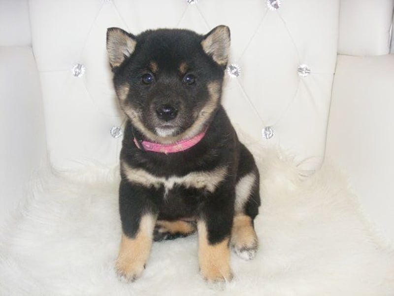 Erstklassige Shiba Inu Zucht in Sachsen