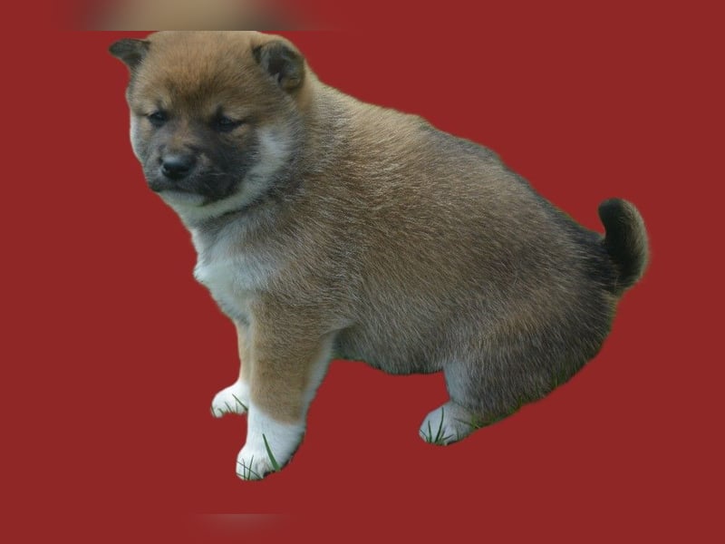 Erstklassige Shiba Inu Zucht in Sachsen
