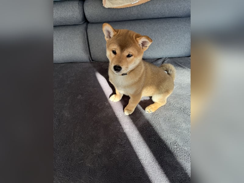 Shiba Inu welpe zu verkaufen