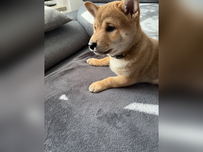 Shiba Inu welpe zu verkaufen