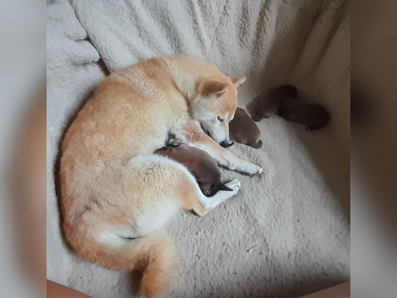Wunderschöne Shiba Inu Welpen suchen ein liebevolles Zuhause!