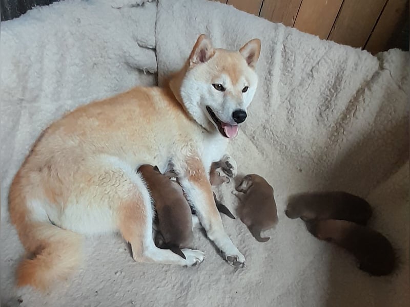 Wunderschöne Shiba Inu Welpen suchen ein liebevolles Zuhause!