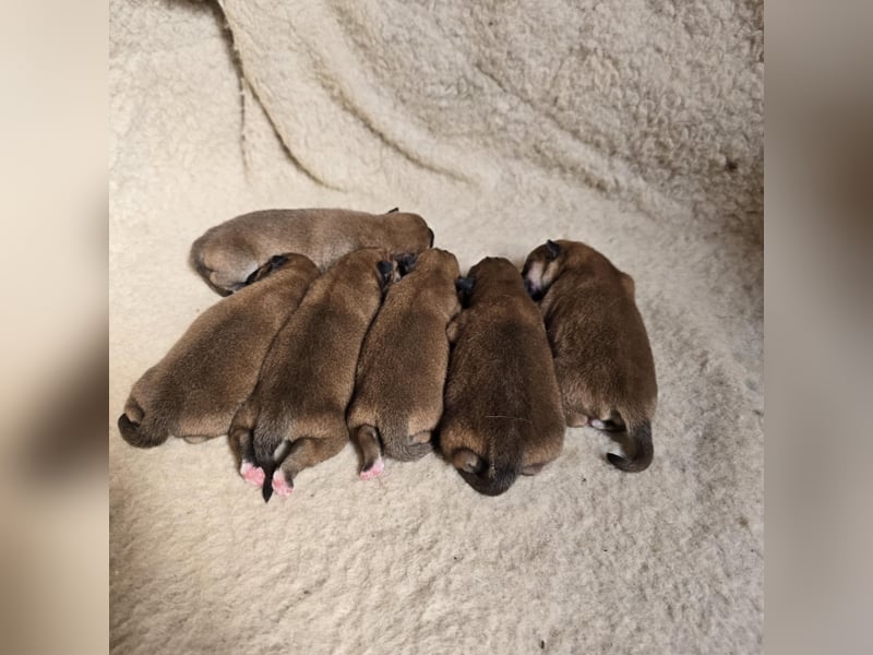 Wunderschöne Shiba Inu Welpen suchen ein liebevolles Zuhause!