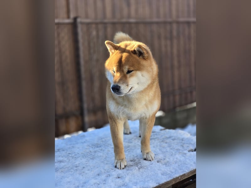 Wunderschöne Shiba Inu Welpen suchen ein liebevolles Zuhause!