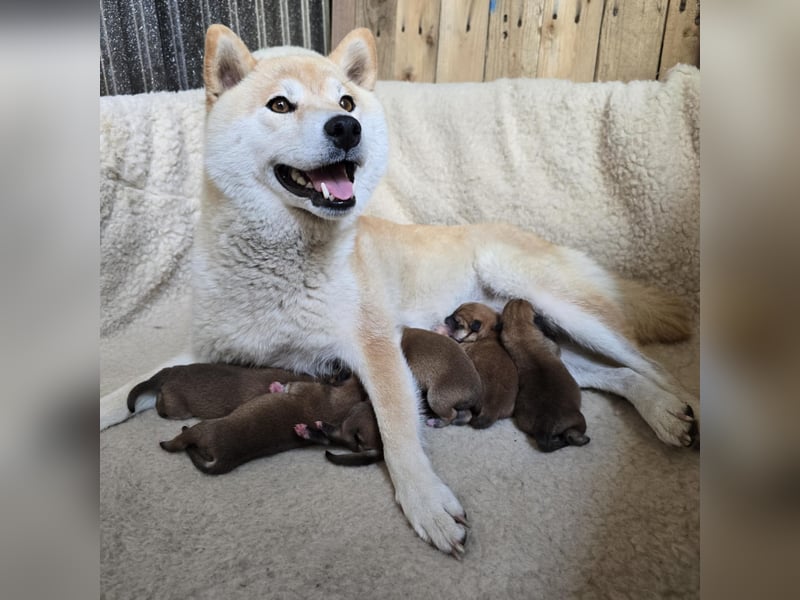 Wunderschöne Shiba Inu Welpen suchen ein liebevolles Zuhause!