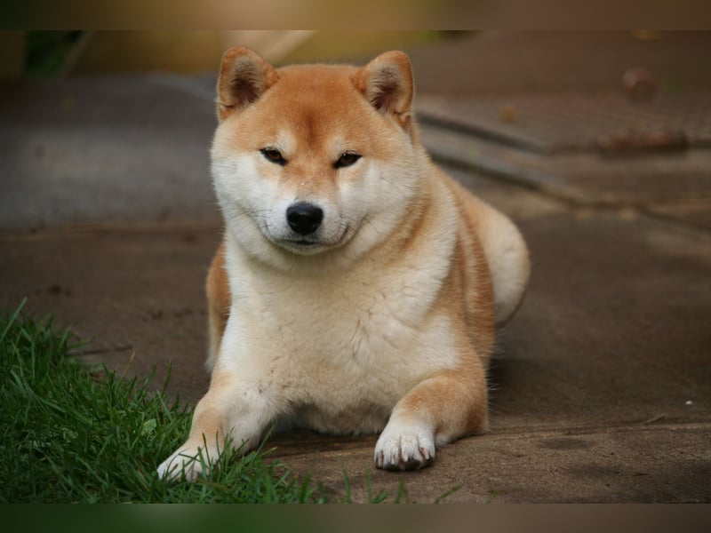 Wunderschöne Shiba Inu Welpen suchen ein liebevolles Zuhause!