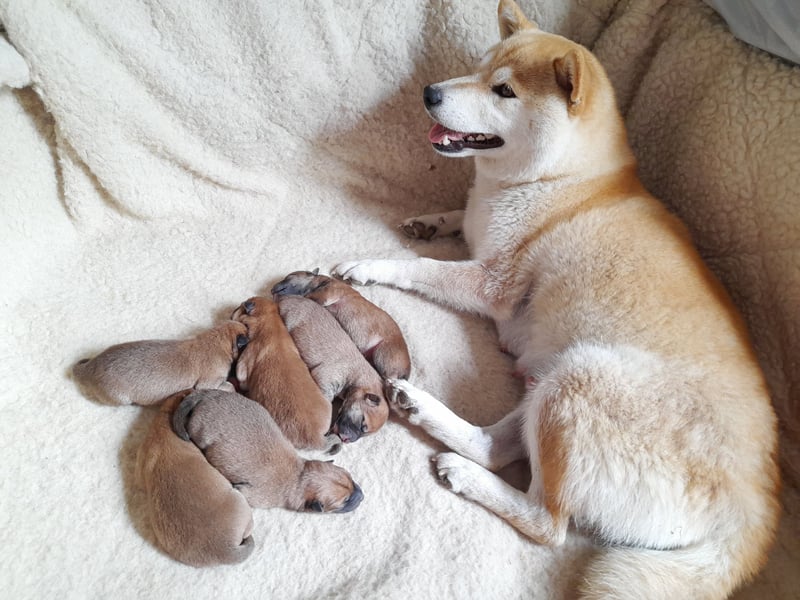 Wunderschöne Shiba Inu Welpen suchen ein liebevolles Zuhause!