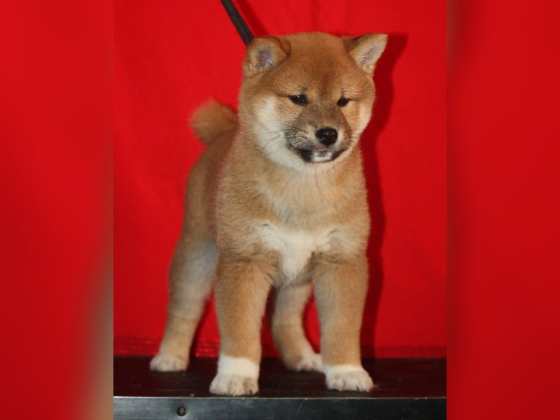 Shiba männlich