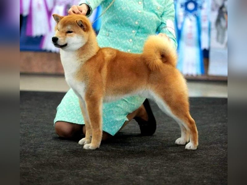 Shiba männlich