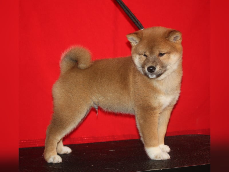 Shiba männlich