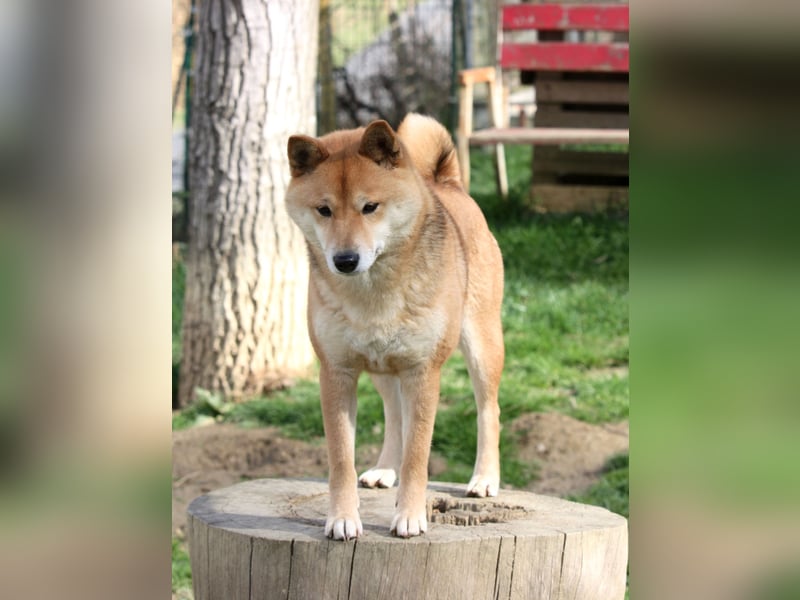 Shiba männlich
