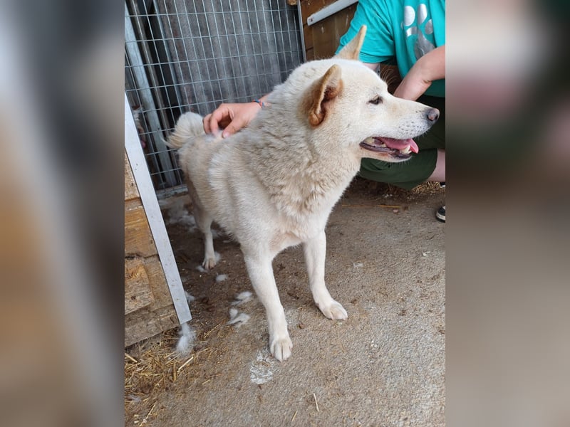 Lien PP – Offener Shiba Inu-Rüde auf der Suche nach seinem Zuhause