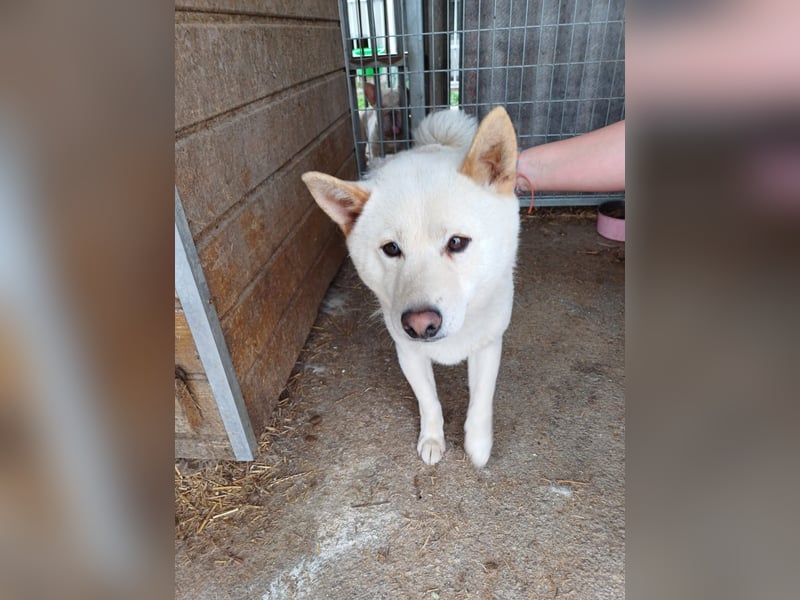 Lien PP – Offener Shiba Inu-Rüde auf der Suche nach seinem Zuhause